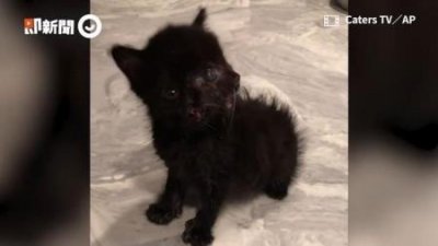 ​铲屎官无奈为13岁病猫执行安乐死，知道真相后痛哭不止 猫安乐死一般多少钱