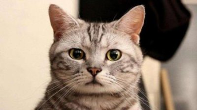 ​猫为什么如此受宠爱？因为它有这6种魅力，养猫的人肯定感受过