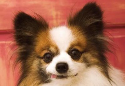 ​狗狗断尾留多长合适狗狗断尾还能长出来吗？