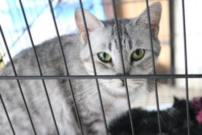 ​曼龙鱼需要打氧气吗？曼龙鱼对氧气的需要