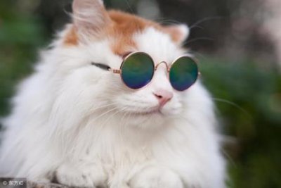 ​奥鲑冠猫罐头澳洲猫罐头