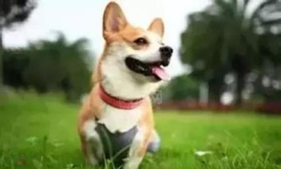 ​四川简州猫会保护主人吗？四川简州猫是长毛猫吗？