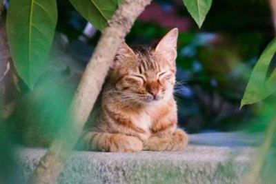 ​布丁仓鼠多长时间认主人 布丁仓鼠多长时间生一次宝贝