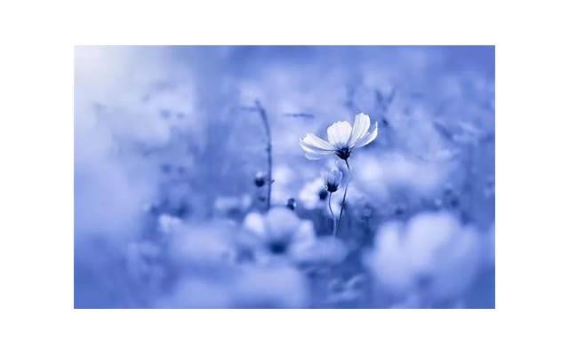 女人味最强烈的星座女，最具有女人味的四个星座