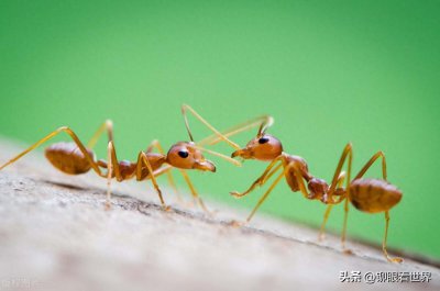 ​关于蚂蚁的10个有趣冷知识，你知道几个？