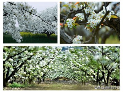 ​去威县吧！为了那一场，春天才独有的“雪”！