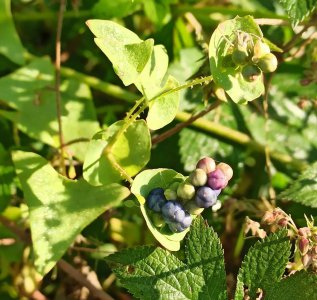 ​蛇最怕的六种植物