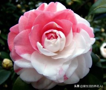 ​分享图片，一组非常漂亮的十八学士山茶花，色彩缤纷，秀丽端庄！