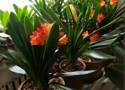 ​君子兰换盆，4个关键点别做错，否则白忙活