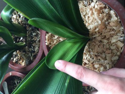 ​君子兰“生根”，越来越多人用“它”，实用、比生根粉好使