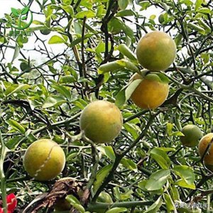 ​柑橘砧木枳及枳的杂种介绍