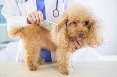 ​狗湿疹的症状是什么 看到狗湿疹一定很痛苦吧