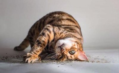 ​猫薄荷对猫猫到底有什么影响，你知道吗？