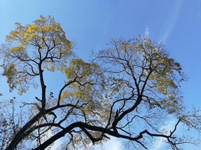 济南深山发现降龙木,中国仅有一棵,比黄花梨还珍贵,能辟邪解毒