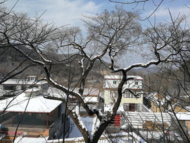 济南深山发现降龙木,中国仅有一棵,比黄花梨还珍贵,能辟邪解毒