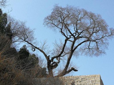 ​济南深山发现降龙木，中国仅有一棵，比黄花梨还珍贵，能辟邪解毒