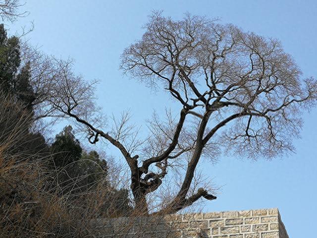 济南深山发现降龙木,中国仅有一棵,比黄花梨还珍贵,能辟邪解毒