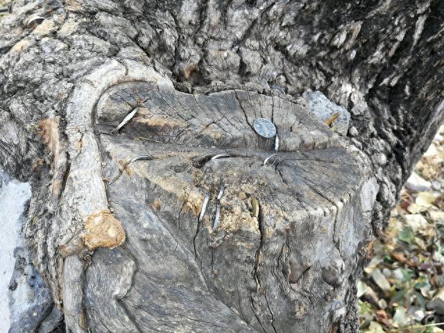 济南深山发现降龙木,中国仅有一棵,比黄花梨还珍贵,能辟邪解毒