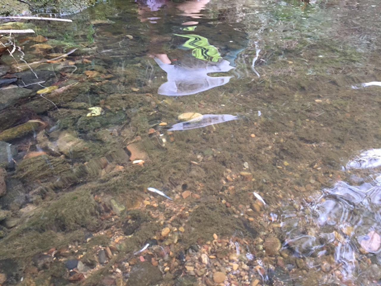 上山挖醉鱼草的根晕鱼 民间的方法真智慧捞了好多鱼