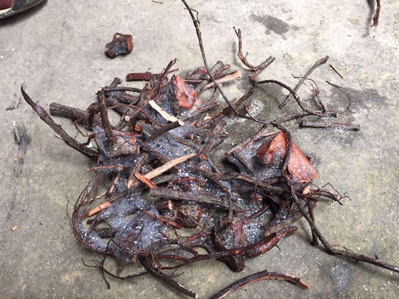 上山挖醉鱼草的根晕鱼 民间的方法真智慧捞了好多鱼