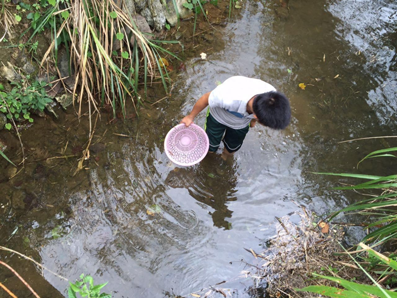 上山挖醉鱼草的根晕鱼 民间的方法真智慧捞了好多鱼