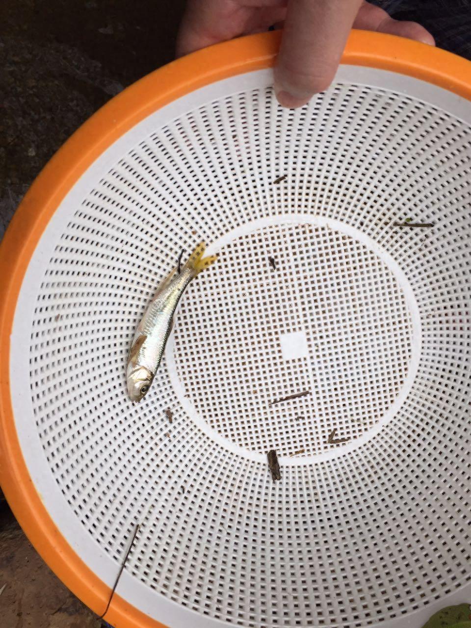 上山挖醉鱼草的根晕鱼 民间的方法真智慧捞了好多鱼