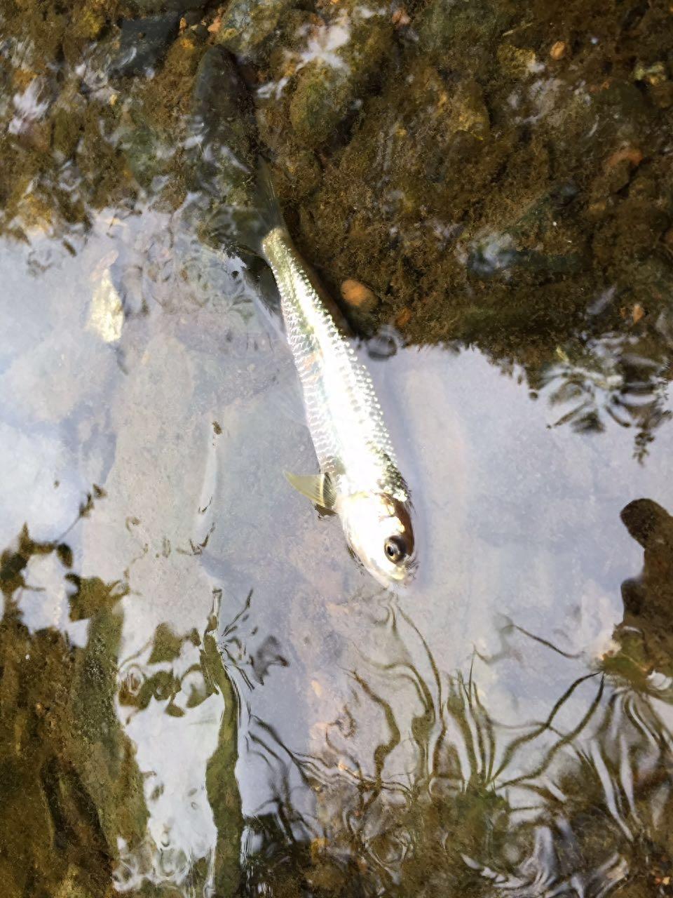 上山挖醉鱼草的根晕鱼 民间的方法真智慧捞了好多鱼