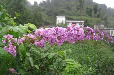 ​上山挖醉鱼草的根晕鱼 民间的方法真智慧捞了好多鱼