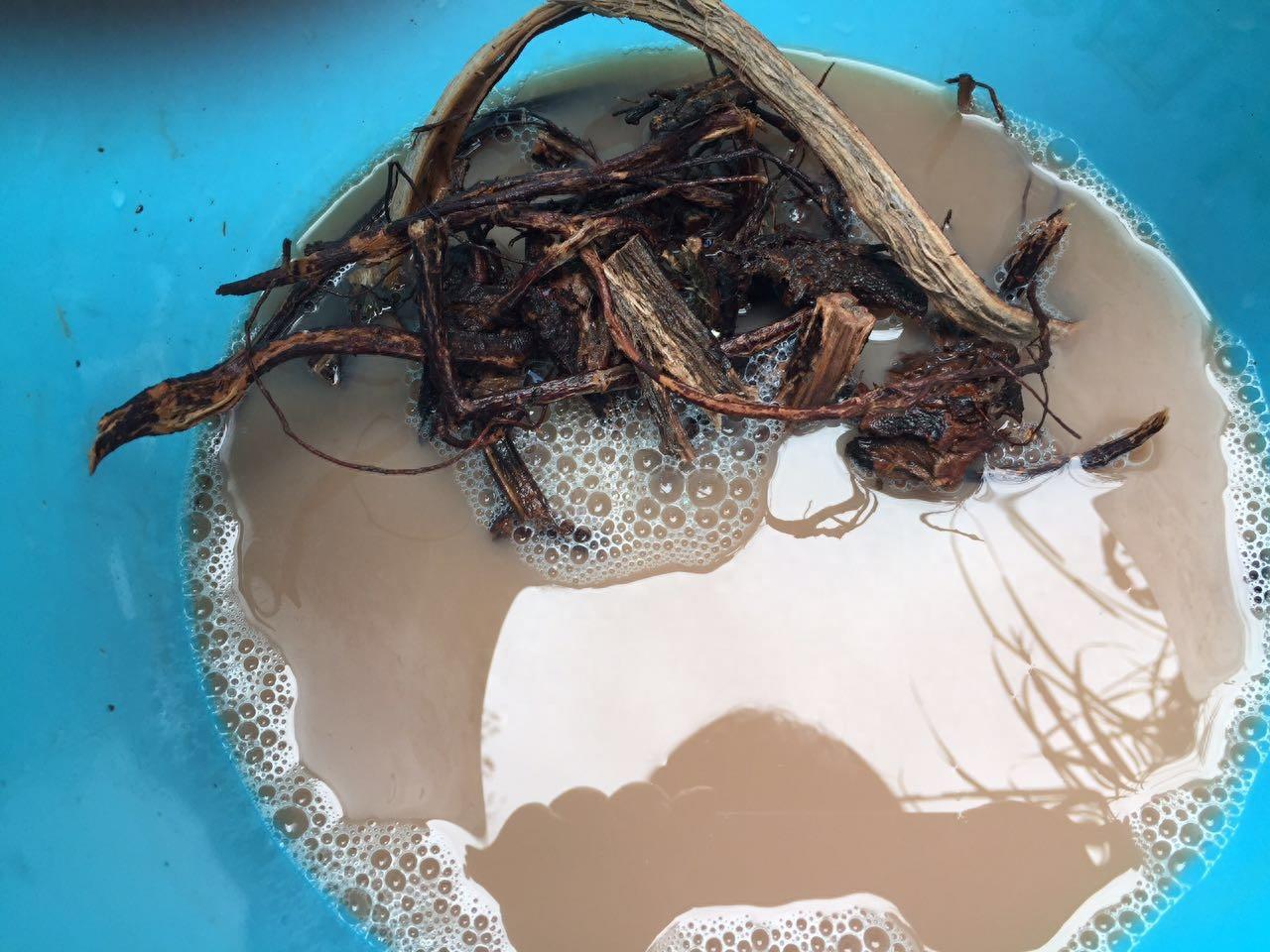 上山挖醉鱼草的根晕鱼 民间的方法真智慧捞了好多鱼