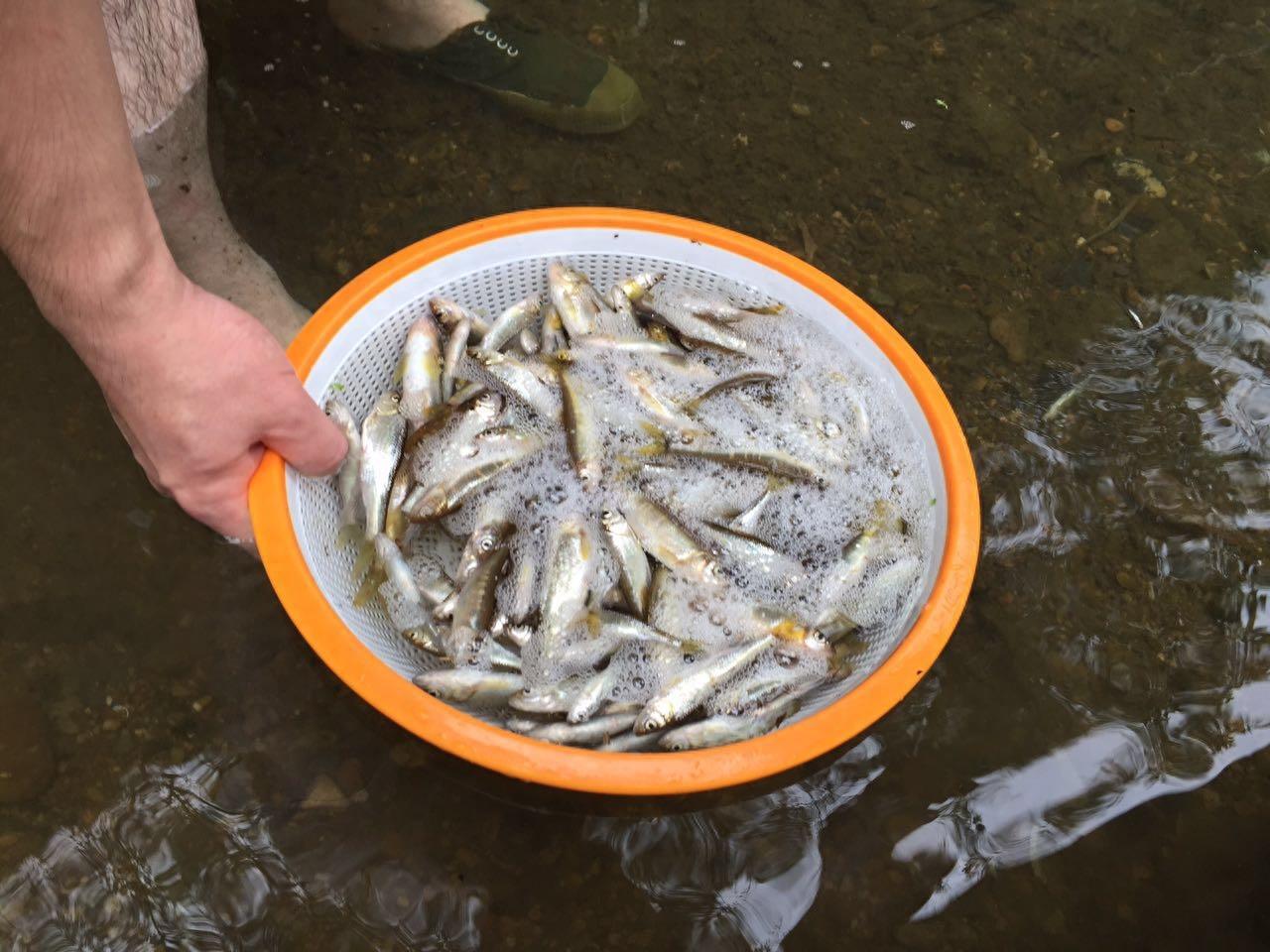 上山挖醉鱼草的根晕鱼 民间的方法真智慧捞了好多鱼
