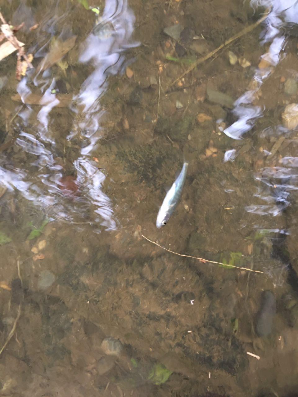 上山挖醉鱼草的根晕鱼 民间的方法真智慧捞了好多鱼