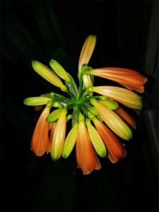 ​你见过天价君子兰吗？