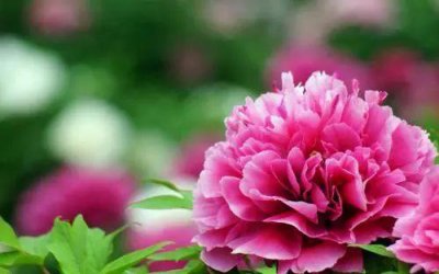 ​梦里花开牡丹亭，莫若垫江牡丹行