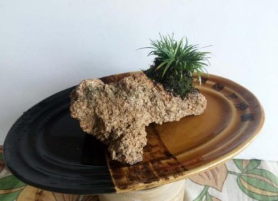 ​大爷栽种野草“石菖蒲”，养出九节，一盆价值500！真正稀罕货