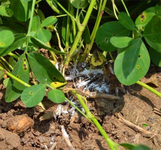 ​防治花生白绢病的特效药，只需苗期提前打一遍，后期基本不发生