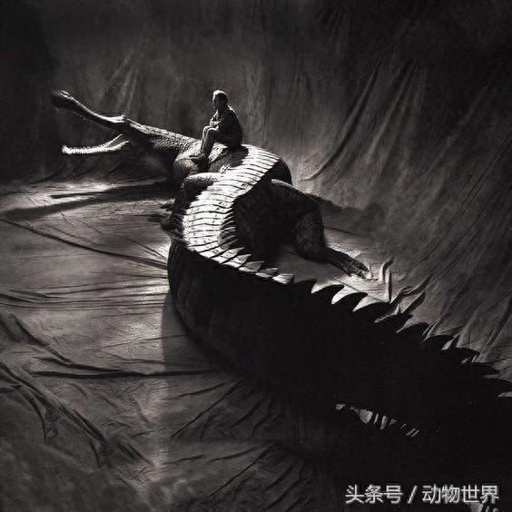 最大型鳄类动物之一帝鳄