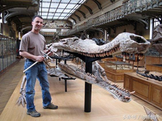 最大型鳄类动物之一帝鳄