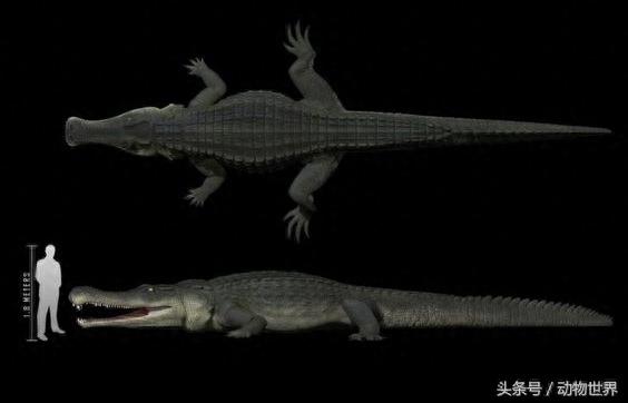 最大型鳄类动物之一帝鳄