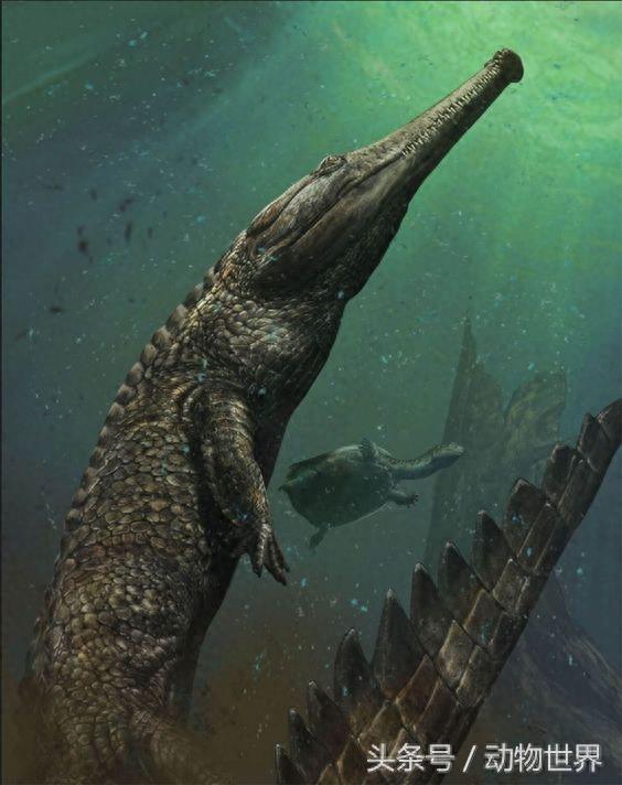 最大型鳄类动物之一帝鳄