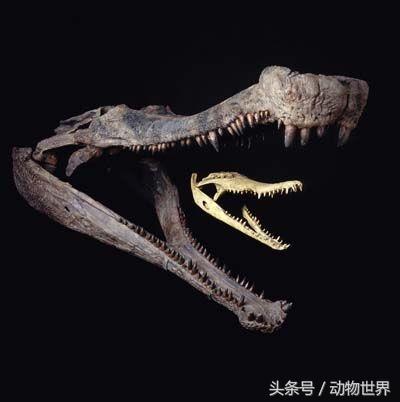 最大型鳄类动物之一帝鳄