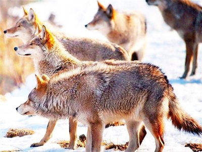 ​狼的嗅觉发达，保护幼崽更是本能，为何却被驯化成狗了呢？