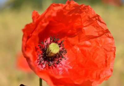 ​毒品罂粟花和虞美人花，你能区分开吗？