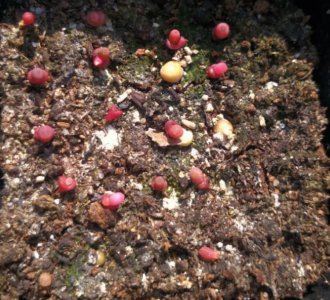 ​多肉灯泡怎么养？其实很简单，只需要注意4点，一起来看看吧！