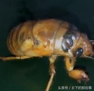 ​农民在果园养金蝉，每年二十多天的收获期里收入达6000多万