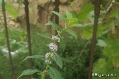 ​10种薄荷大汇总，我相信你认不全