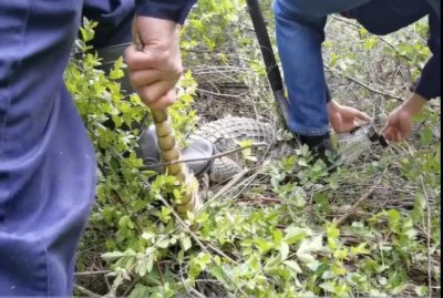 ​食人鳄现身宣州，同伙曾在非洲十年狂杀300人，至今没有抓捕归案