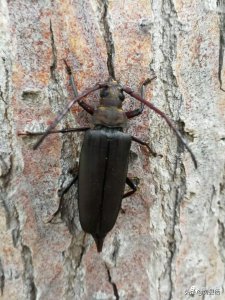 ​夏天常见的昆虫九种