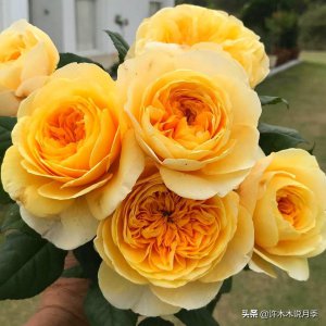 ​养月季不要吝啬修剪，越剪花越多，越剪苗越壮 月季修剪详细教程