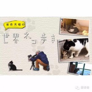 ​经典系列记录片《猫步走世界》都说了什么？（一）