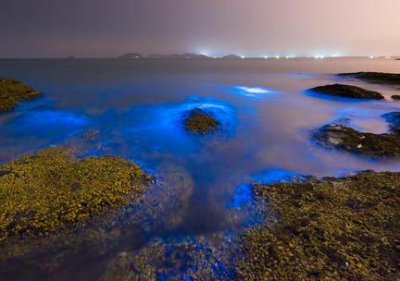 ​秦皇岛荧光海是怎么回事 秦皇岛荧光海形成的原因